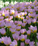 Тюльпан Витрина Ботанический 7160 Бэкера Лилэк Вандэ сиреневый 6/7 1шт