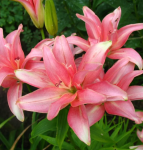 Лилия Афродита (1шт)