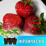 Земляника (Клубника) Франческо в кассете
