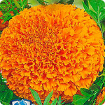 Бархатцы Янтарь