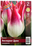 Тюльпан лилиецветный Висперинг Дрим