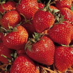 Земляника (Клубника) Кембридж Фаворит в кассете