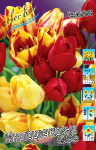 Тюльпан смесь многоцветковых (1шт) 7561