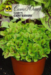 Щавель Сангвиник