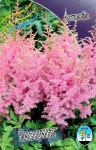 Астильба Гиацинт (1шт) 4058