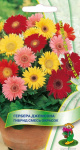 Гербера Джемсона Гибрид, смесь окрасок