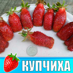 Земляника (Клубника) Купчиха Земклуника в стаканчике