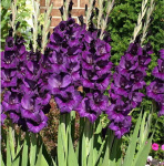 Гладиолус Перпл Флора (1шт) 121008