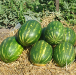 Арбуз Кримсон Руби F1 50 шт. (Саката)