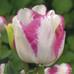 Витрина Тюльпан Рембранта/Триумф 7130 Дель Пьеро (белый, розовый край 11/12) 1шт
