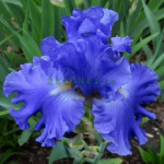 Ирис германский Яквина Блю (1шт) Р-068