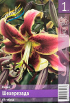 Лилия Шахерезада (1шт)