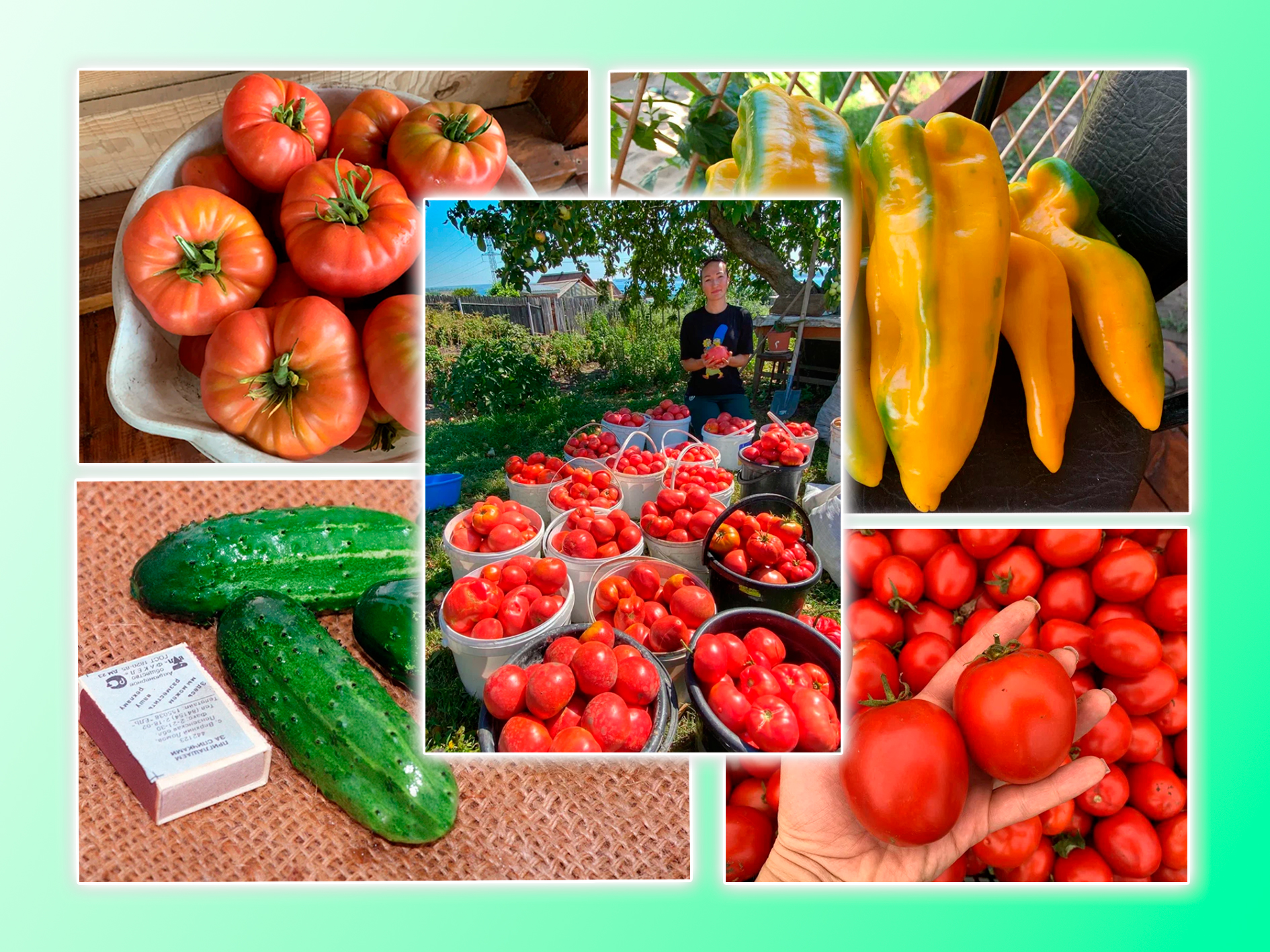 "Самарские семена" - БОЛЬШОЕ ПОСТУПЛЕНИЕ