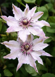 Клематис Фэйр Розамунд (1шт)