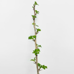 Крыжовник Малахит (2)