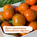 Баклажан Африка 10шт