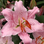 Лилия Керли Сью (1шт) 6143