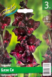 Гладиолус Блэк Си (3шт)