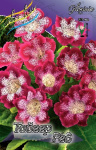 Gloxinia Tiger Red