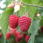 Малина Красавица Катунь