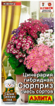 Цинерария гибридная СЮРПРИЗ смесь сортов АЭЛИТА