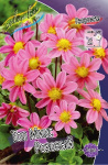 Георгина Топ Микс Розовый (1шт) 3665