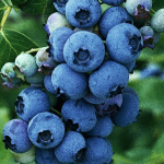 Голубика Голдтраубе 71 5140