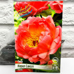 Пион КОРАЛ САНСЕТ