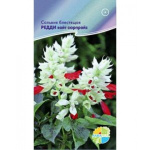 Сальвия Редди-вайт сюрпрайз