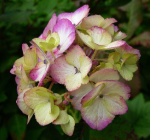 Гортензия пильчатая Прециоза (розово-красная)