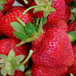 Земляника (Клубника) Зенга Зенгана