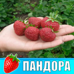Земляника (Клубника) Пандора в стаканчике