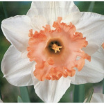 Нарцисс Мон Шери (1шт) 3307