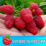 Малина Гордость России