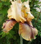 Ирис Торнбёрд (1шт) Р-065