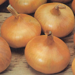 Лук репчатый Штуттгартер ризен 1,0г