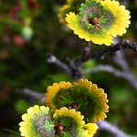 Береза карликовая Голден Дрим ®Spring 7339