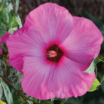 Гибискус Куи Нуку (1шт) 1094