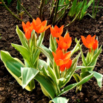 Тюльпан Уникум Праестанс (1шт)