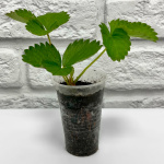 Клубника АЛЬТЕСС