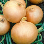 лук Севок Румба Голландия