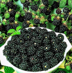 Ежевика Трипл Краун кустистая