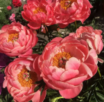 Пион Корал Шарм (1шт)