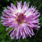 Георгин Мингус Ренди (1шт) 625344