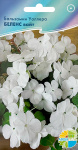 Бальзамин Беленс вайт