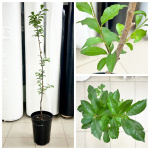 Алыча Аленушка