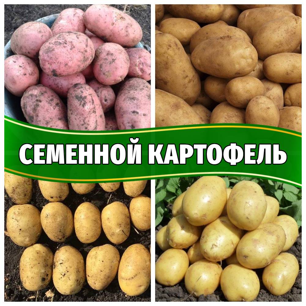 Семенной картофель