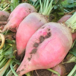 Свекла Крымская розовая кормовая 20,0 г