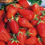 Земляника (Клубника) Сискейп в кассете