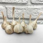 Чеснок Комсомолец